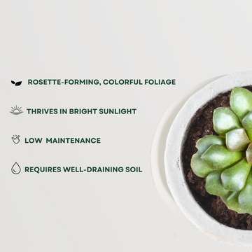 Anacampseros low-maintenance succulent